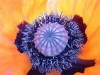 mohnblume.jpg