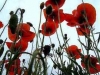 roter-mohn.jpg