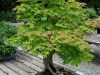 ahorn-bonsai.jpg