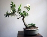 blluehender-bonsai.jpg