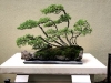 bonsai.jpg