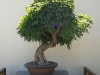 dicker-stamm-bonsai.jpg