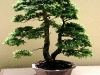 grosser-bonsai.jpg