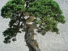 riessiger-bonsai.jpg