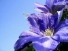 clematis-kanko.jpg