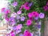 hartmut910-clematis-p.jpg