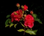 rosen-elbfoto.jpg