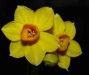fruehlingsblume.jpg