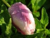 tulpe.jpg
