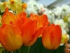 tulpen.jpg