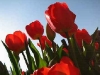 tulpenbluete.jpg