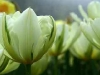 weisse-tulpen.jpg