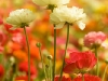 Blumen © Flickr by akaporn