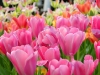 Blumen © Flickr by dezinerfolio