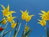 Blumen © Flickr by matze_ott