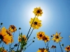 Blumen © Flickr by minds-eye