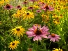 Blumen © Flickr by per-ola-wiberg-powi