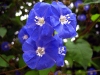 Blumen © Flickr by suchitra-prints 