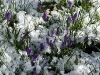 krokuss-im-schnee.jpg
