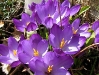violetter-krokuss.jpg