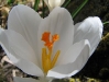 weisser-krokuss.jpg