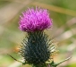 © flickr / foxypar4
