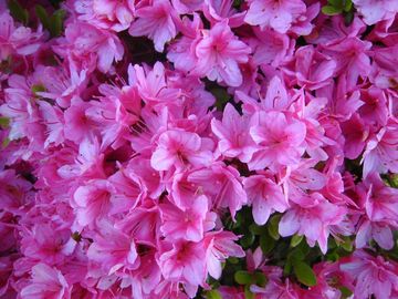Rhododendron Flachwurzler rhododendren sind flachwurzler oder mit dem spaten Rhododendron Flachwurzler rhododendren sind flachwurzler oder mit dem spaten
