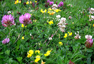 Eine Wildwiese im Garten anlegen Die Gartenoase