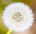 Eine Pusteblume © flickr / KellyB.
