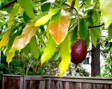 Avocado © flickr / emdot