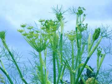 Knollenfenchel © flickr / Andyrob