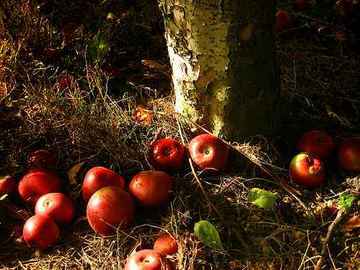 Äpfel © flickr / r-z