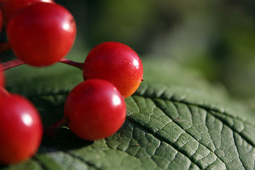 Kranichbeeren © flickr / dawnzy58