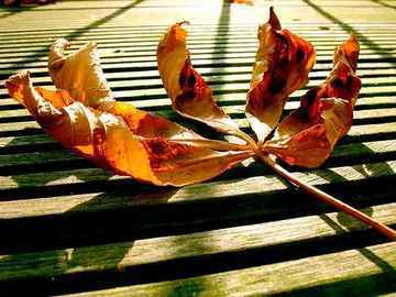 Blatt auf Balkon © flickr / Jesus Presley