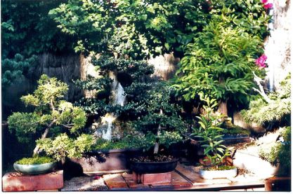 Bonsai Kiefer © flickr / art_es_anna