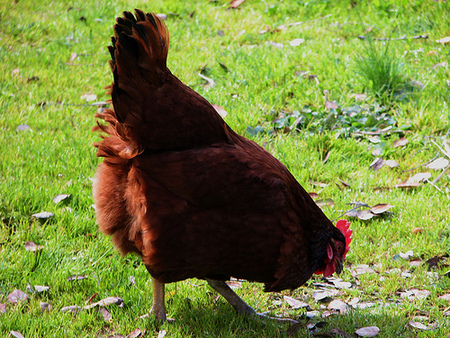 Huhn © flickr / Kevin