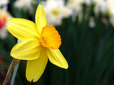 Narzisse © flickr / lovingshiva