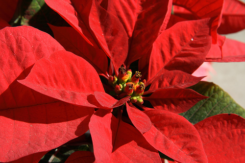Weihnachtsstern © flickr / CodyR