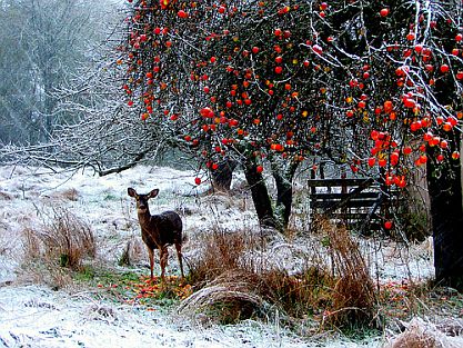 Weihnachtsbild © flickr / Jan Tik