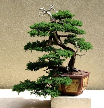 Grünes Bonsai Bäumchen © Flickr by Berd Whitlock