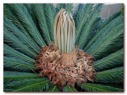 Palmen © flickr / Tatters :)