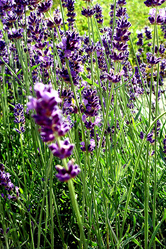 Lavendel © Flickr by desi.snowcake