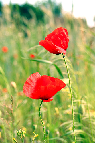 Mohn © Flickr by _dominic