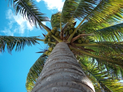 Palme © flickr / KhayaL