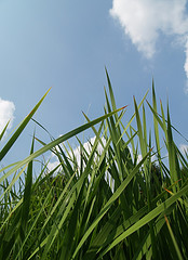 Rasen Copyright by flickr / adesigna