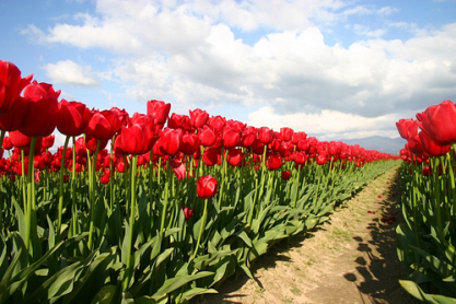 Tulpenfelder © flickr / LaserGuided