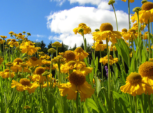 Juniarbeiten im Garten © flickr / Per Ola Wiberg (Powi)