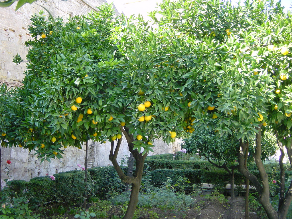 Orangenbaum©flickr/Allie_Caulfield