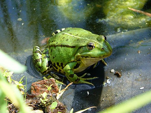 Grüner Frosch
