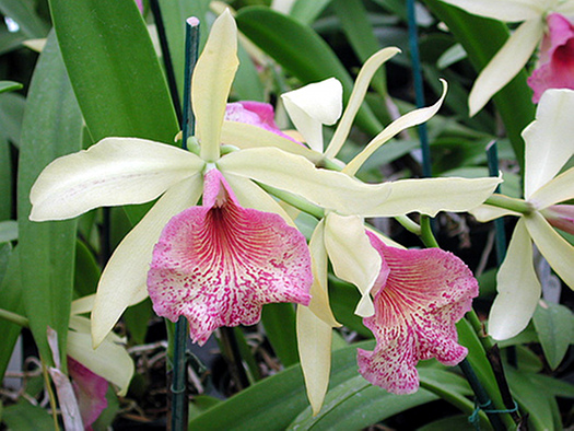 cattleya